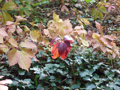 leaves-98231